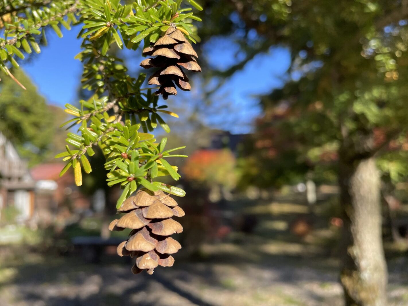 2024秋の北軽井沢🍂焚き火でほっこりリトリート